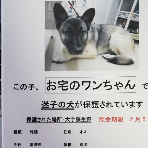 迷い犬チラシ