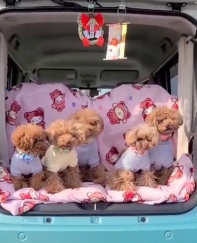 横に並ぶ5匹の犬