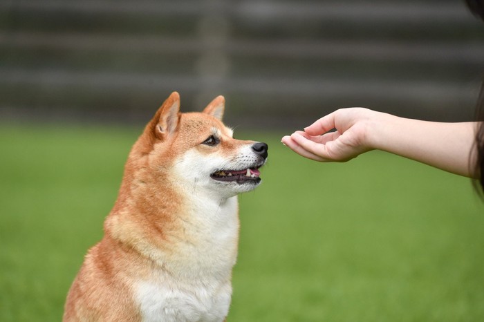 おやつをもらう柴犬