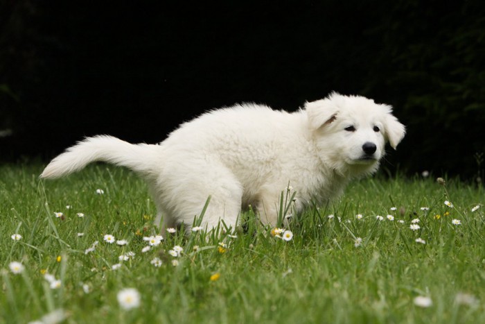 芝生でウンチする白い犬