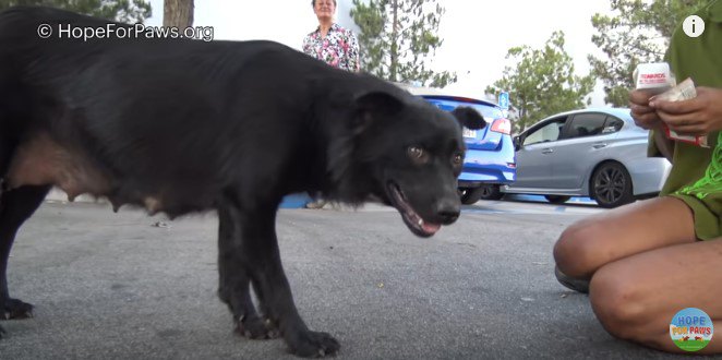 連絡者に食べ物をねだる犬