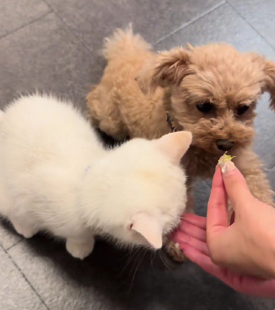 ご褒美をもらったわんこ