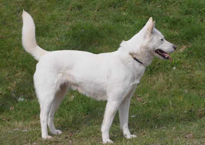 芝生の上に立っている白い珍島犬