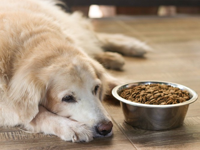 ご飯を食べない犬