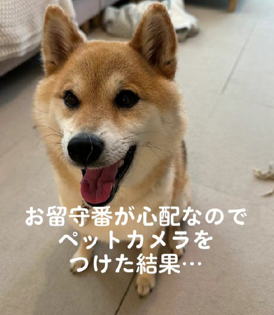 柴犬のあんみつさん