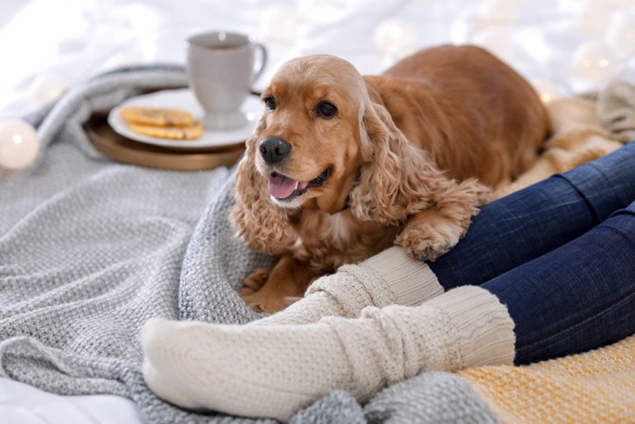 人の足元にいる犬