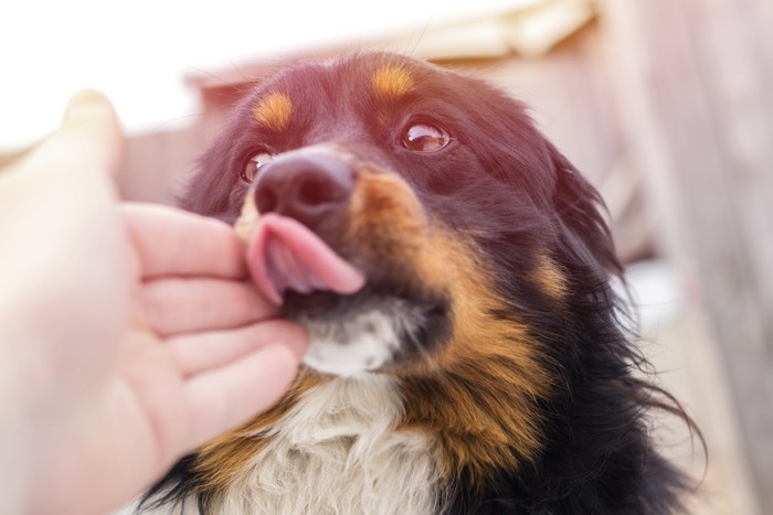 飼い主の手を舐める犬