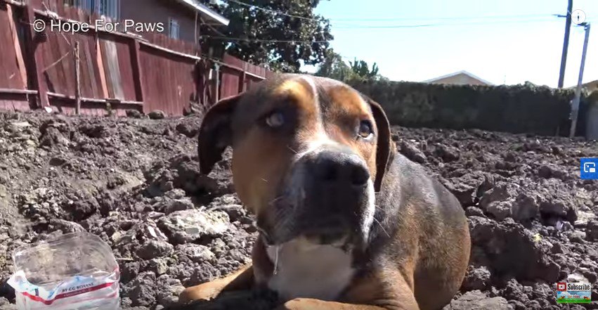 近づいた人を見る犬