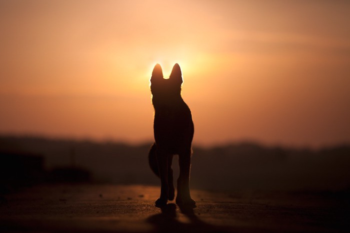 夕日と犬のシルエット