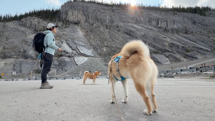山の麓で待機する2頭の犬