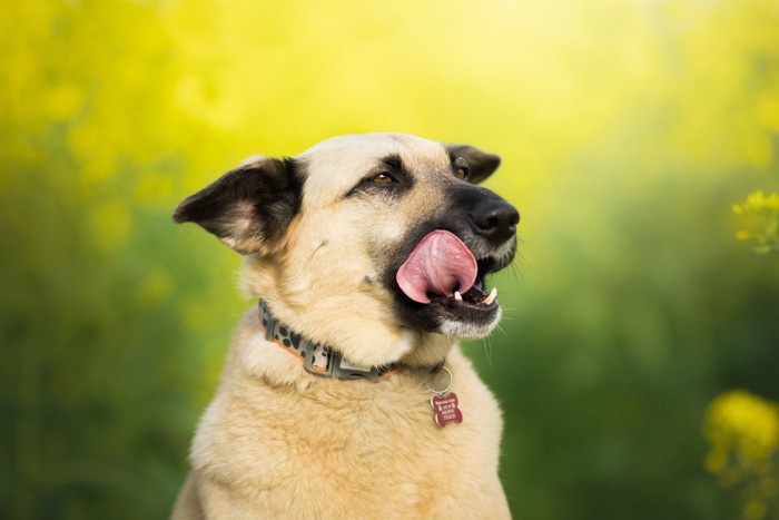 菜の花畑の前で自分の口元を舌で舐めている犬