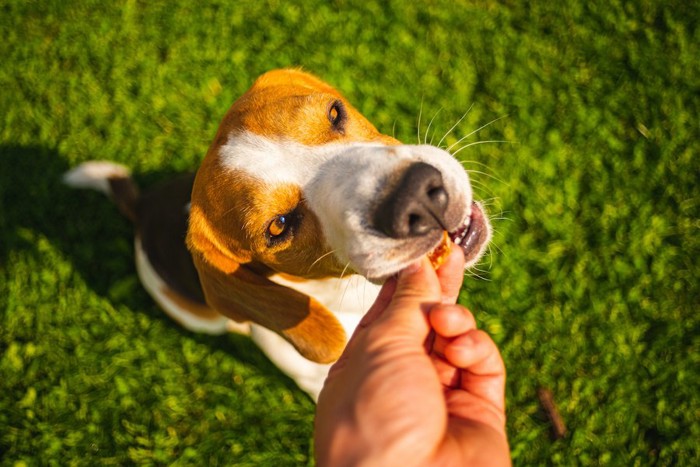 飼い主の手からおやつをもらうビーグル犬