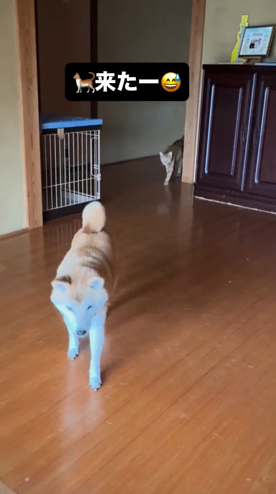 廊下の奥から歩いてくる猫