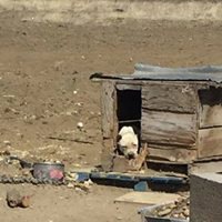 犬小屋の犬