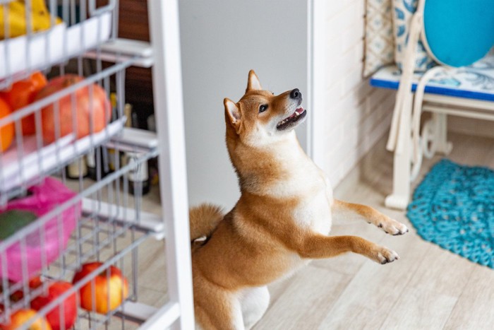 興奮して飛び跳ねる柴犬