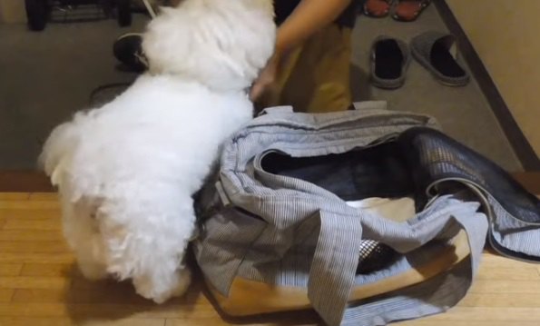 鞄に入る犬