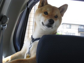 車の中の柴犬