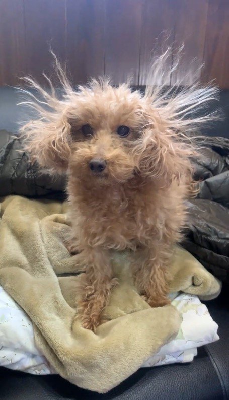 耳の毛が静電気で浮遊している犬