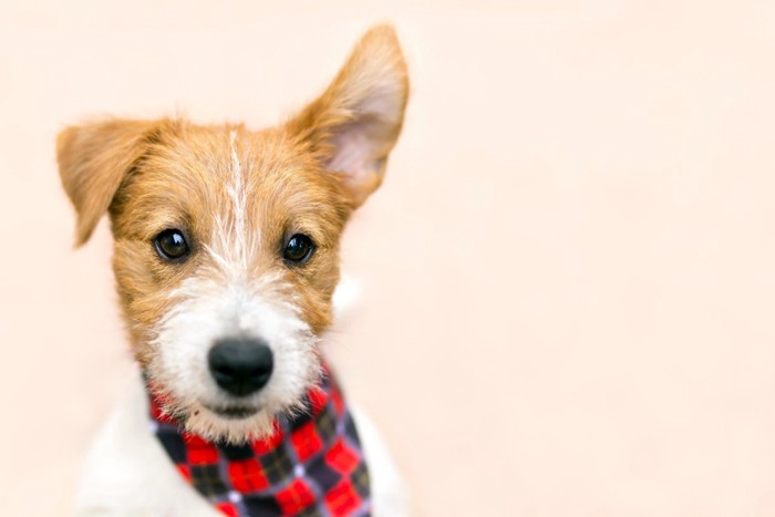 方耳だけ立っている犬