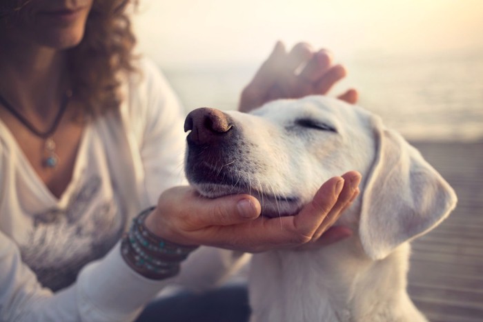 撫でられる犬と飼い主