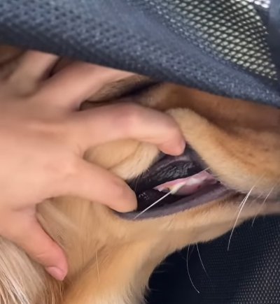 大型犬の口元