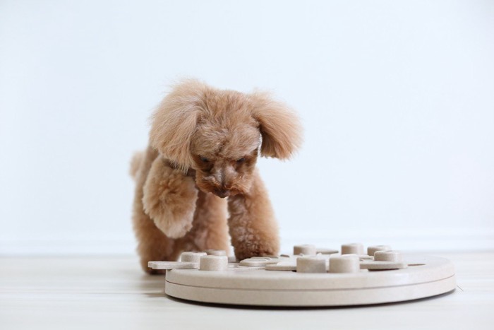 おもちゃを見つめる犬