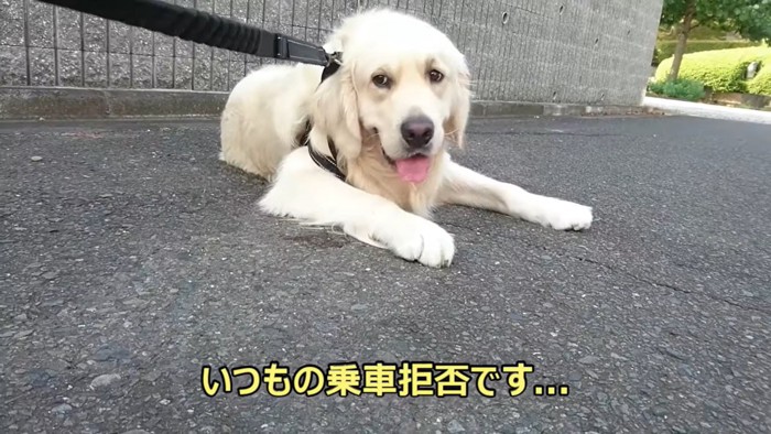 乗車拒否するギンちゃん