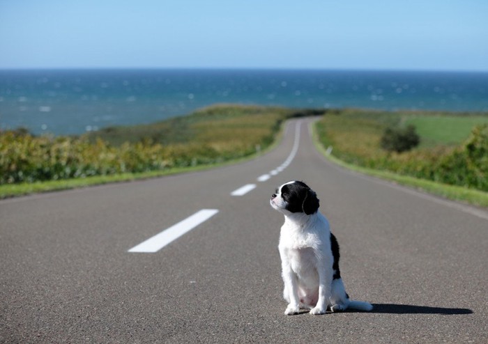 道路に座り込む犬