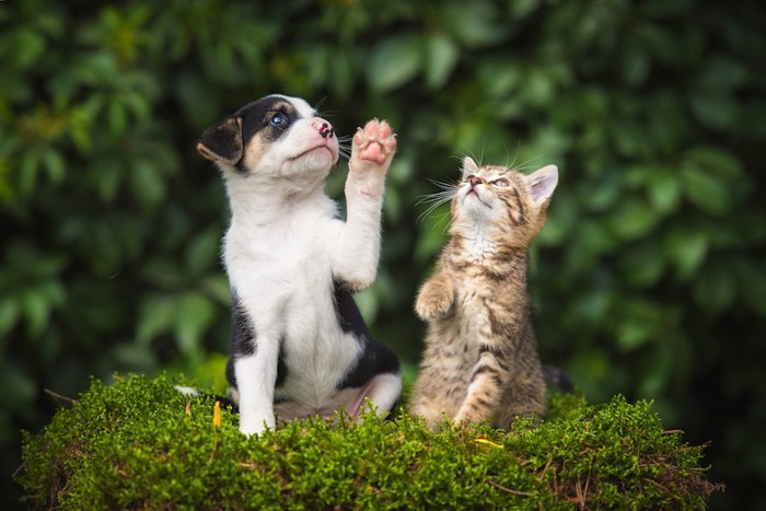 同じ仕草をする子犬と子猫