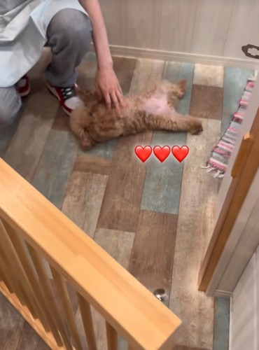 大の字になる犬