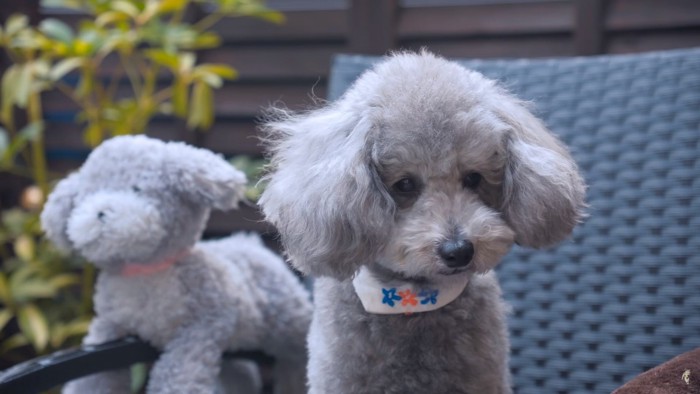 ぬいぐるみと犬