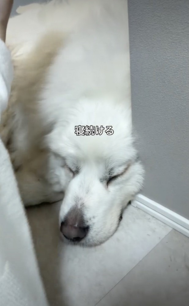 起きないグラくん、強い…