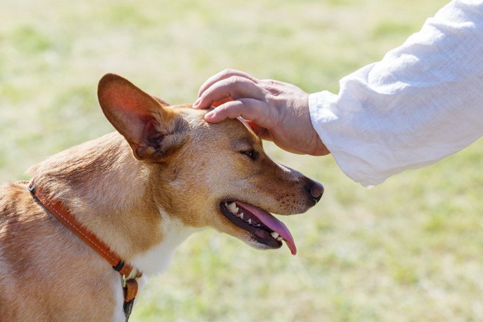 頭を撫でられる犬