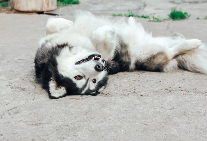 お腹を見せて寝転がるハスキー犬