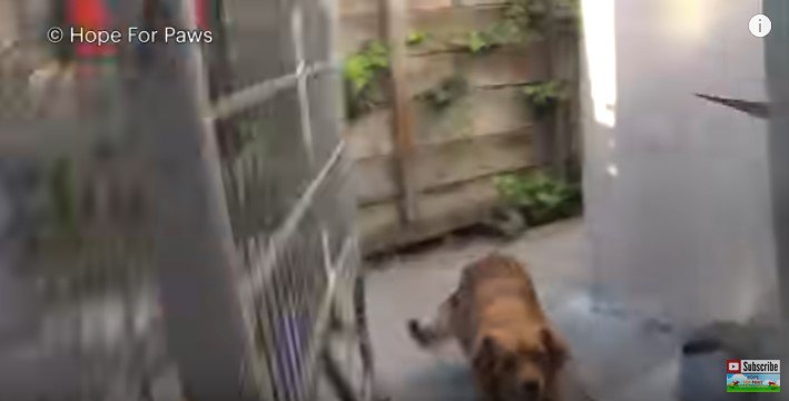 追い詰められる犬