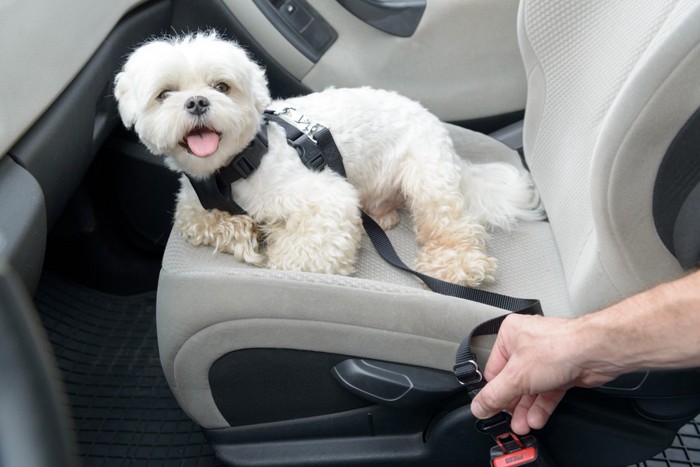 車に乗る犬