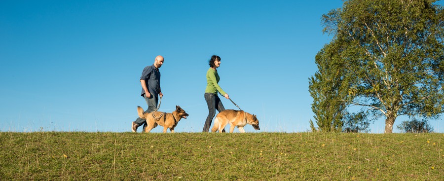 散歩をする人と犬