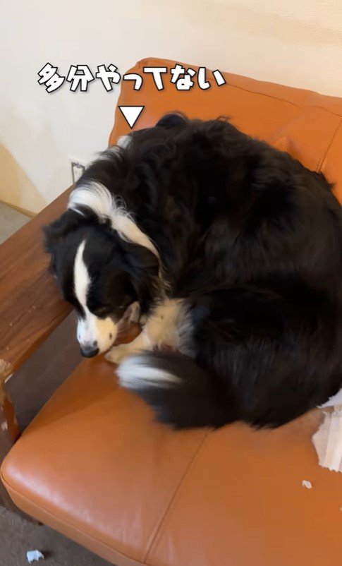 ソファ破壊事件後の大型犬たちの反応3