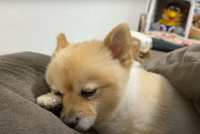 目を閉じた犬のアップ