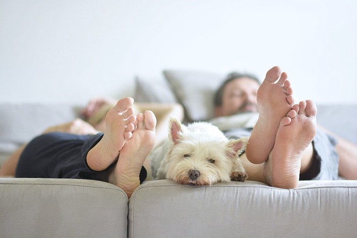 ベッドで眠る人と人の間で眠る犬