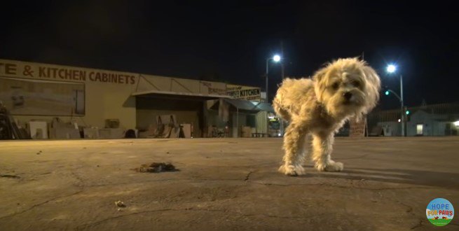 3本足で立つ犬