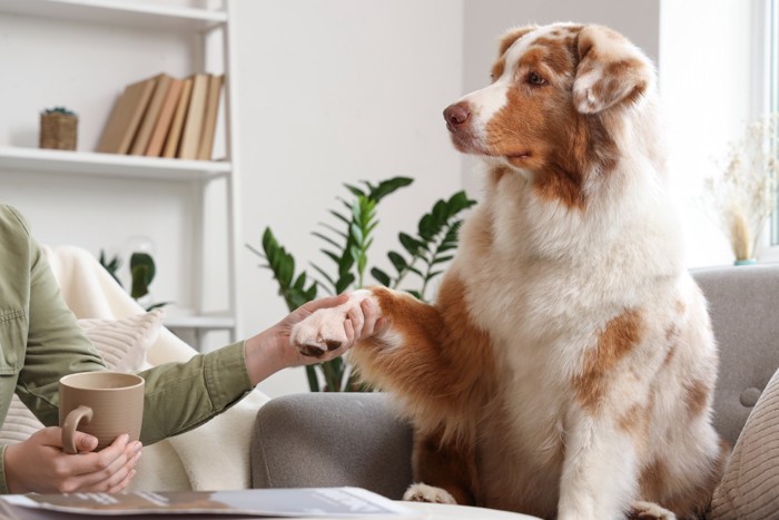 飼い主と手をつないでいるオーストラリアン・シェパード