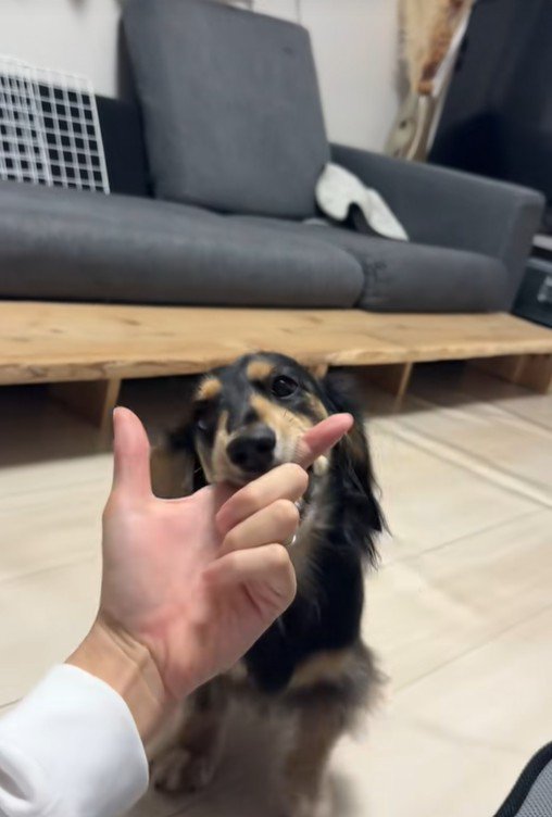 遊んでもらえなくて怒る紬ちゃん4