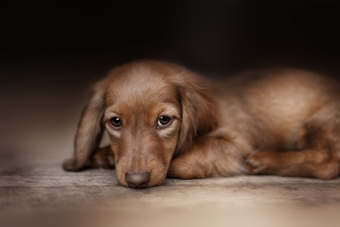 寂しそうな子犬