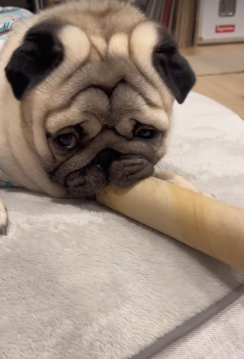 筒を離したがらない小型犬