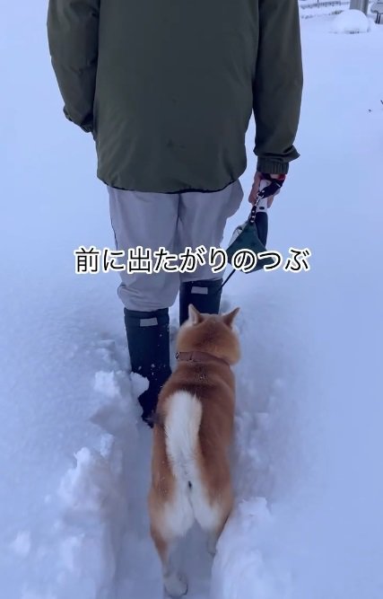 前に出たいつぶちゃん