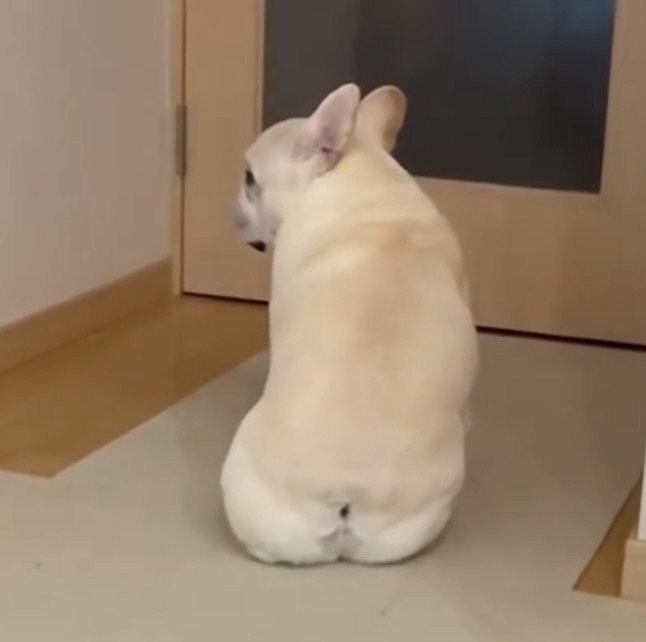 振り返ったまま座る犬