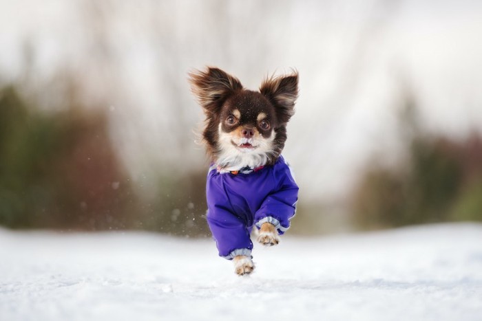 雪の上を走る防寒服を着たチワワ