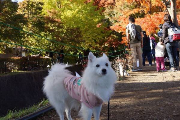 人通りの多い散策路に犬