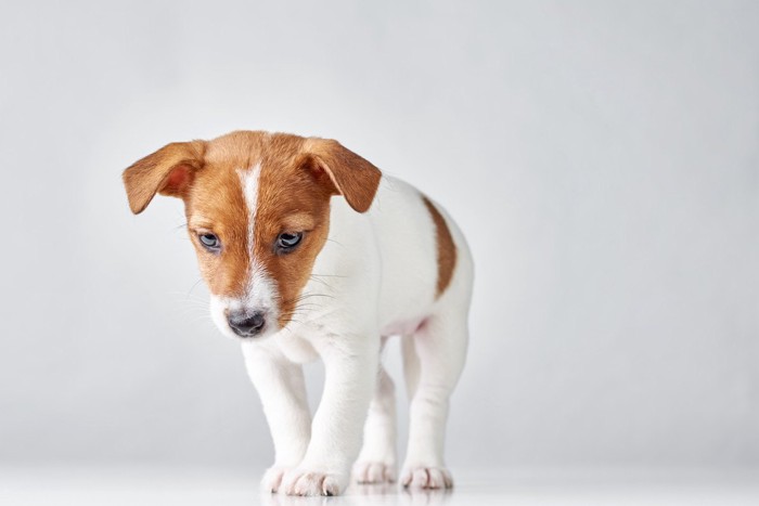 しっぽを下げてうつむくジャックラッセルテリアの子犬